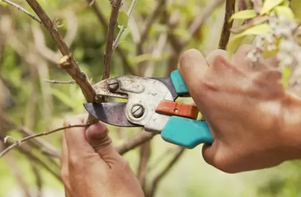 Black mulberry: the subtleties of care, features, productivity