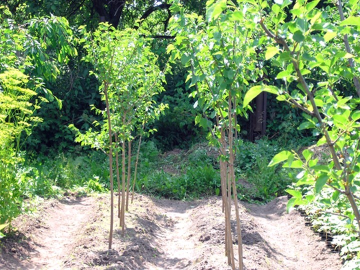 Black mulberry: the subtleties of care, features, productivity