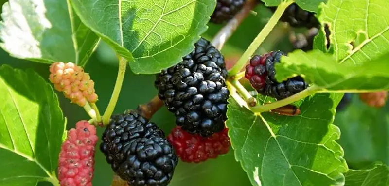 Black mulberry: the subtleties of care, features, productivity