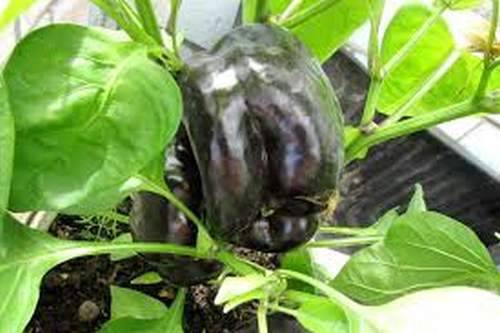 Black pepper varieties