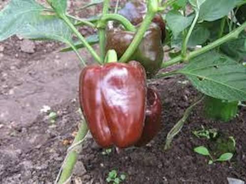 Black pepper varieties