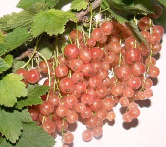 Black, pink currant Lyubava: description, planting and care