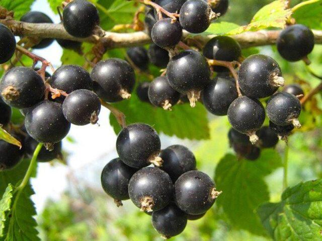 Black, pink currant Lyubava: description, planting and care