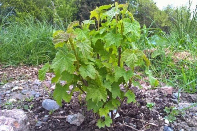 Black, pink currant Lyubava: description, planting and care