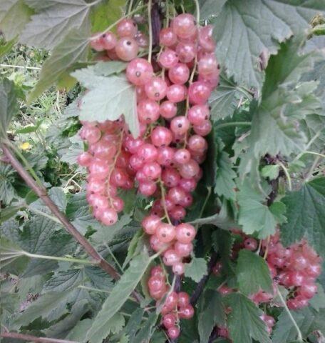 Black, pink currant Lyubava: description, planting and care