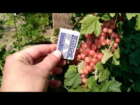 Black, pink currant Lyubava: description, planting and care