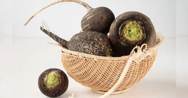 Black radish: useful properties and contraindications