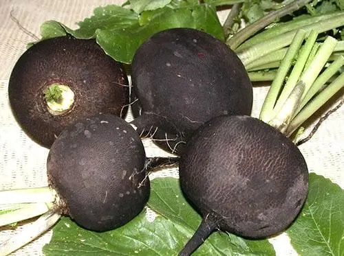 Black radish: useful properties and contraindications