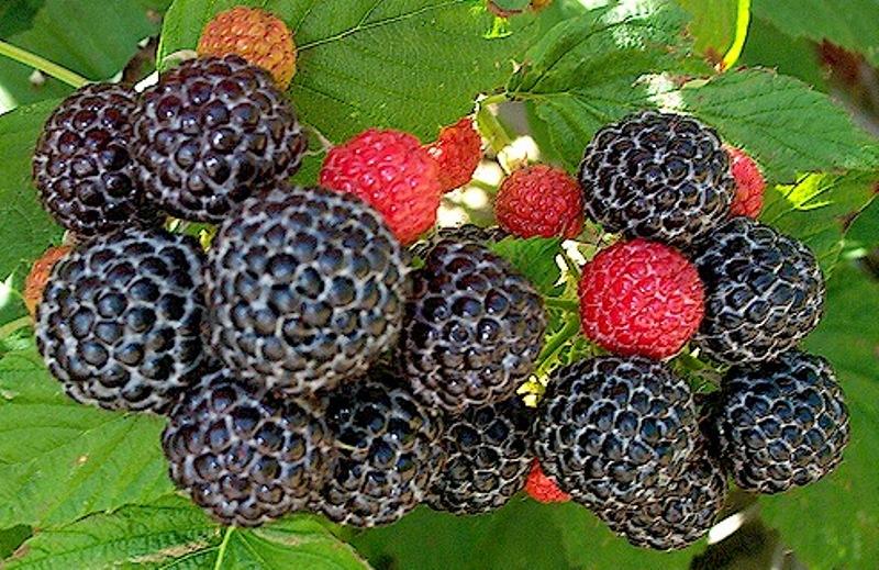 Black raspberries and blackberries: the main differences and characteristics