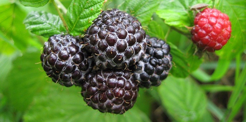 Black raspberries and blackberries: the main differences and characteristics