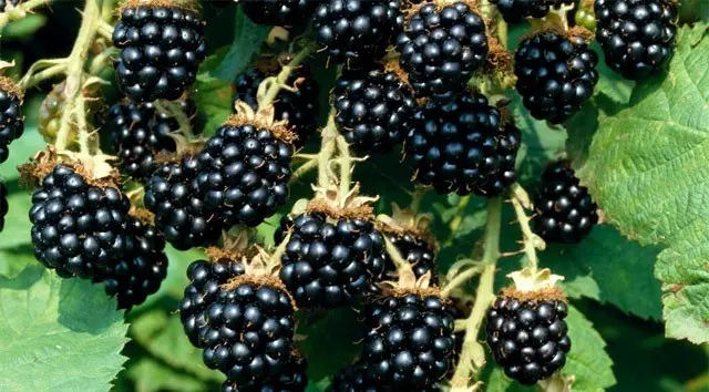 Black raspberries and blackberries: the main differences and characteristics