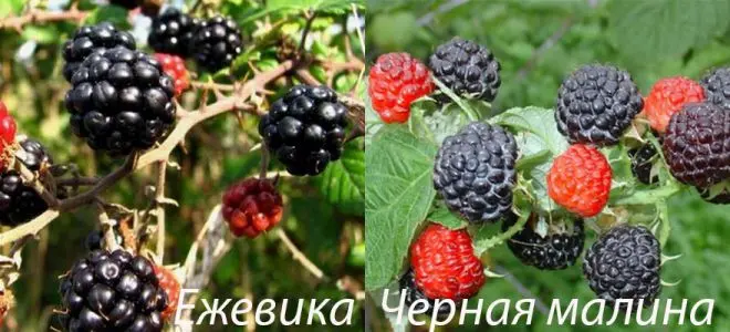 Black raspberries and blackberries: the main differences and characteristics