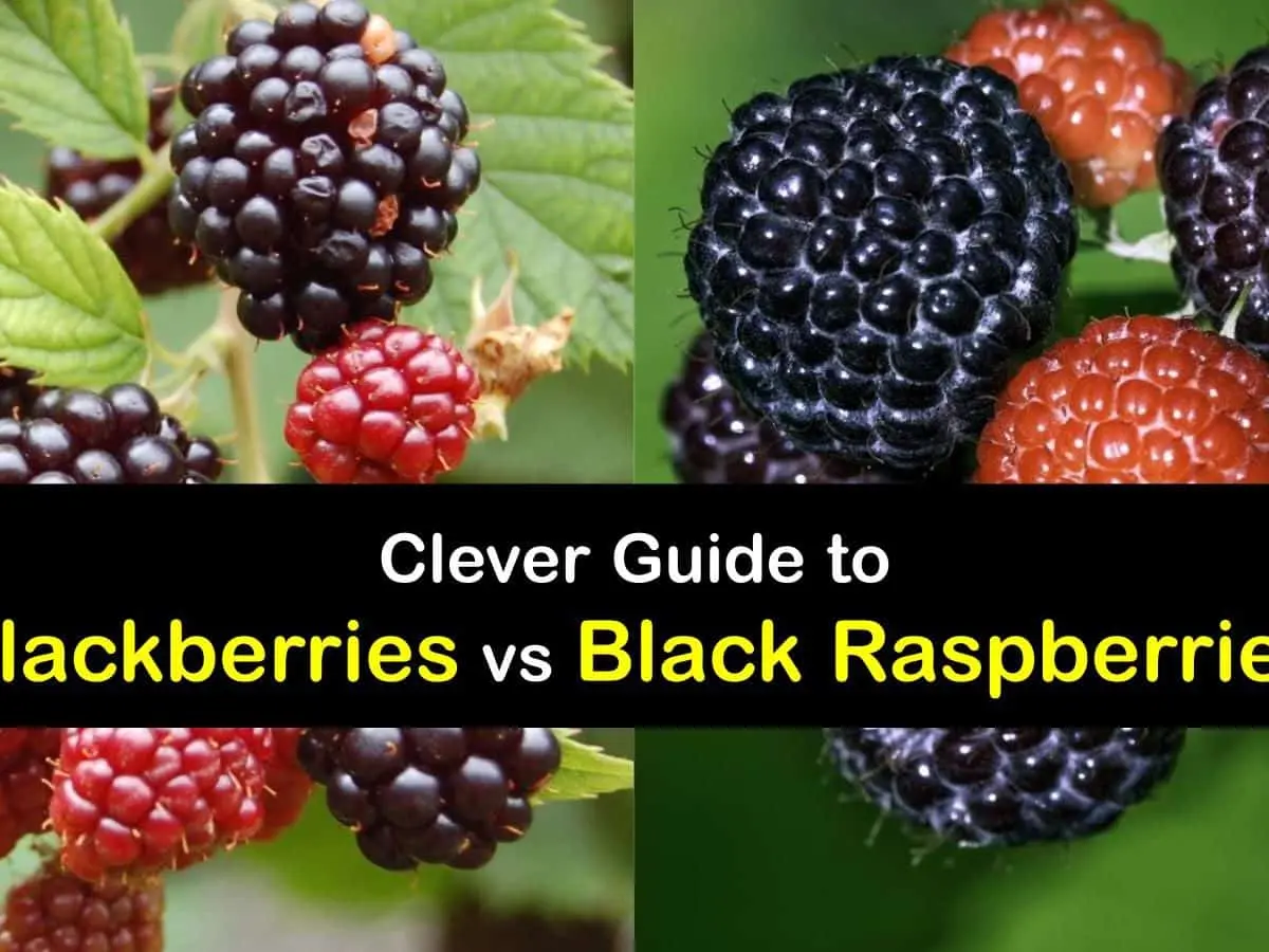 Black raspberries and blackberries: the main differences and characteristics