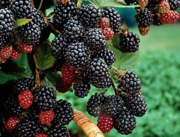 Black raspberry Black Jewel (Black Jewel): variety description, reviews