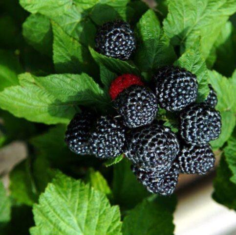 Black raspberry Black Jewel (Black Jewel): variety description, reviews