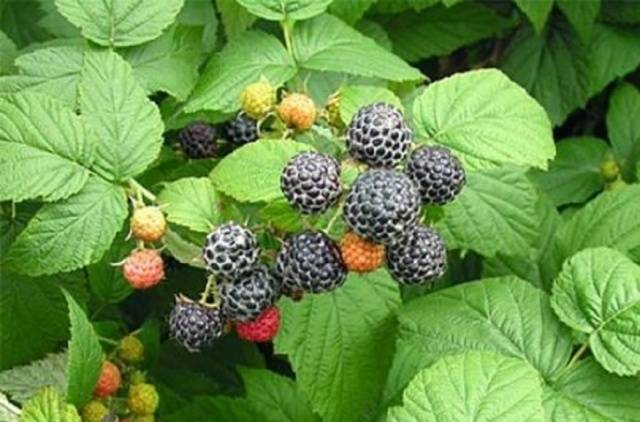 Black Raspberry Cumberland: Planting and Care