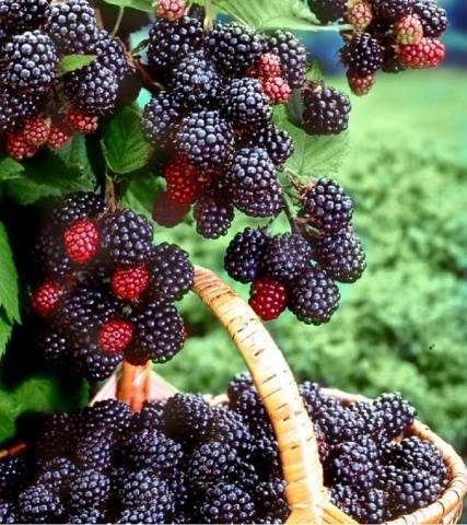 Black Raspberry Cumberland: Planting and Care