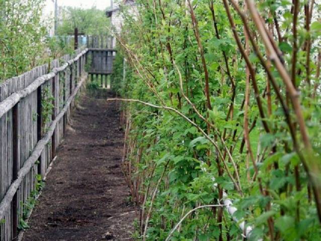 Black Raspberry Cumberland: Planting and Care