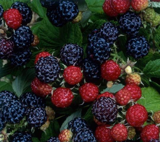 Black Raspberry Cumberland: Planting and Care