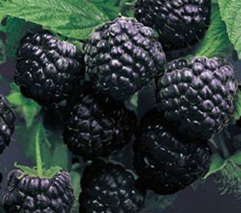 Black Raspberry Cumberland: Planting and Care