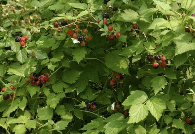 Black Raspberry Cumberland: Planting and Care