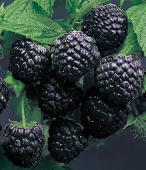 Black Raspberry Cumberland: Planting and Care