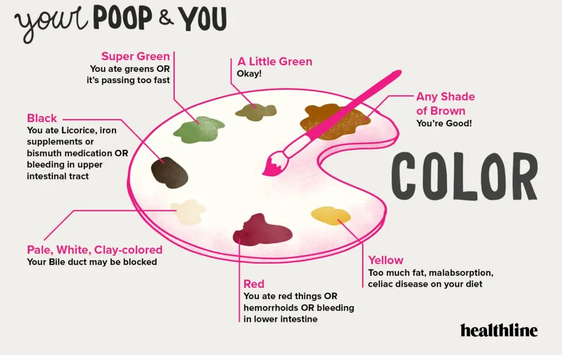 Black, red, green? What should a &#8220;healthy&#8221; poop look like? [EXPLAINED]