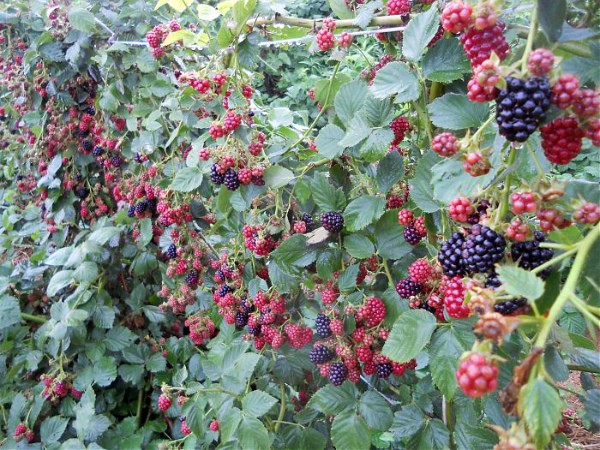 Black Satin Blackberry is the fastest growing variety