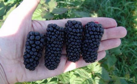 Black Satin Blackberry is the fastest growing variety