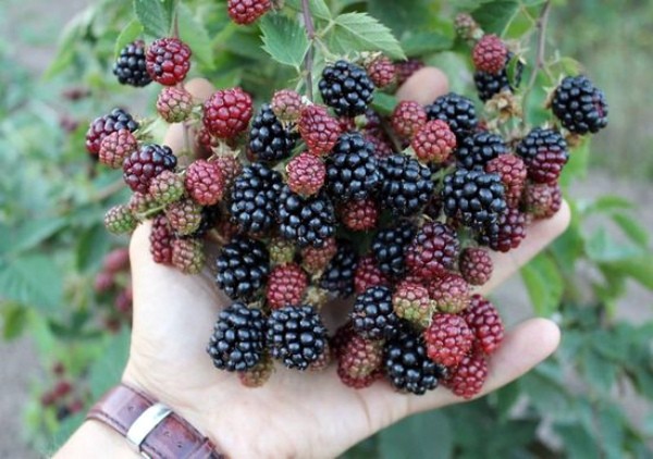 Black Satin Blackberry is the fastest growing variety