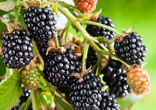 Black Satin Blackberry is the fastest growing variety