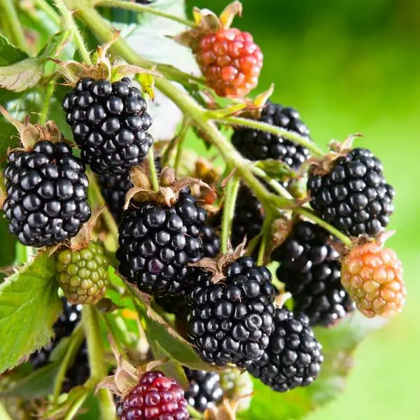 Black Satin Blackberry is the fastest growing variety