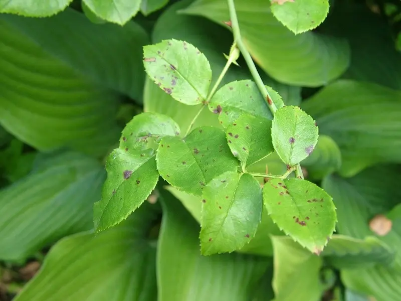 Black spot on roses: treatment and prevention of the disease