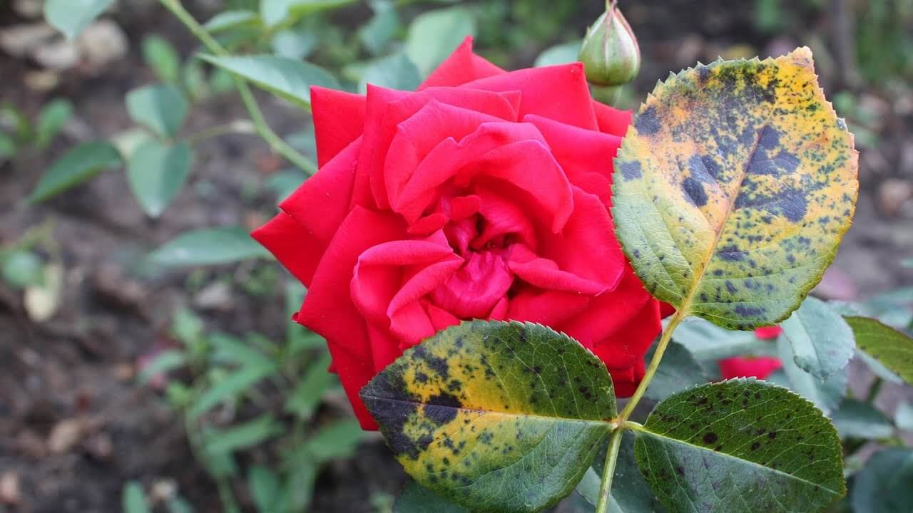 Black spot on roses: treatment and prevention of the disease