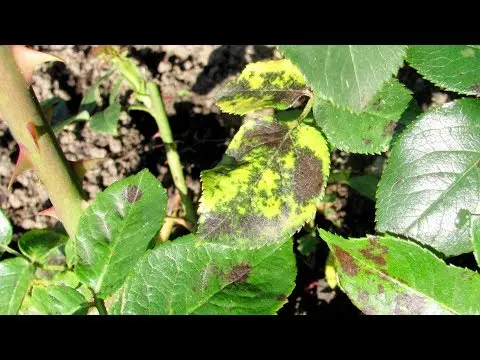 Black spot on roses: treatment and prevention of the disease