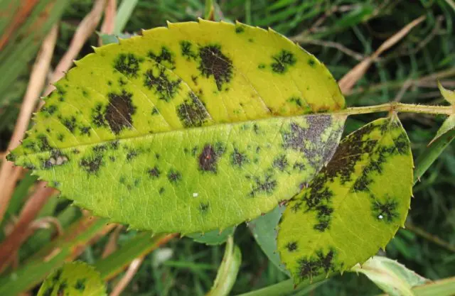 Black spot on roses: treatment, how to process, photo