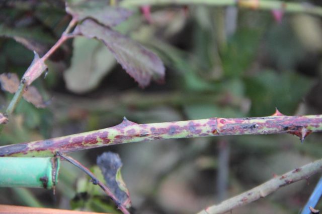 Black spot on roses: treatment, how to process, photo