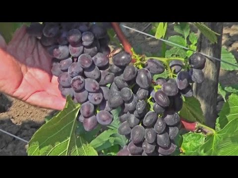 Black sultana grapes: description with photo, characteristics