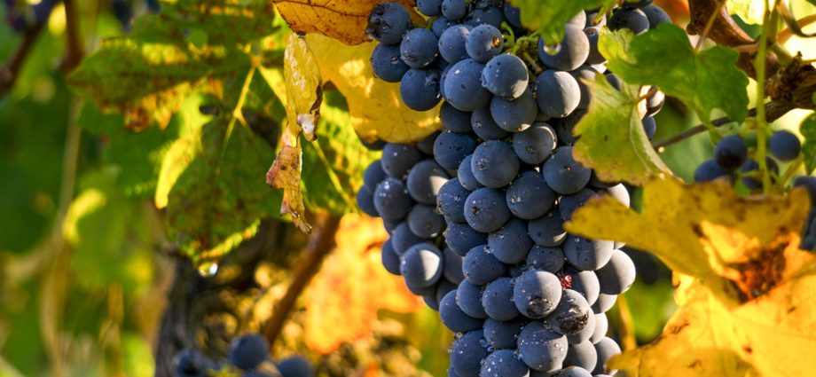 Black sultana grapes: description with photo, characteristics