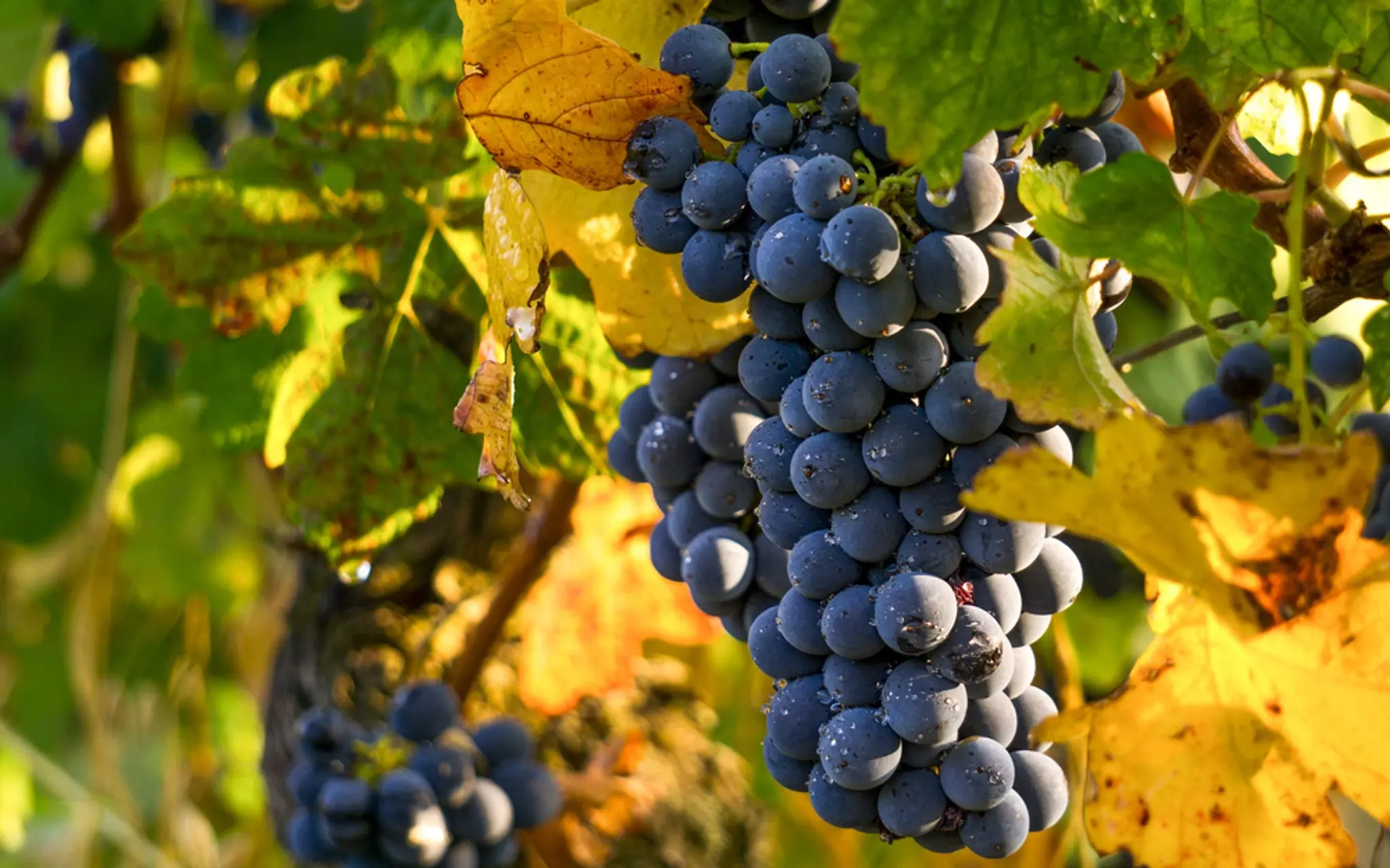 Black sultana grapes: description with photo, characteristics