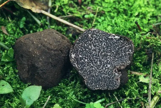 Black truffle mushroom: how to use, where to look and whether it can be grown