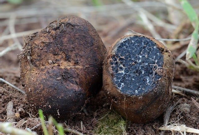 Black truffle mushroom: how to use, where to look and whether it can be grown