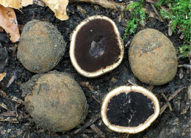 Black truffle mushroom: how to use, where to look and whether it can be grown