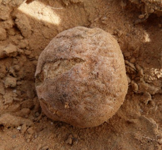 Black truffle mushroom: how to use, where to look and whether it can be grown