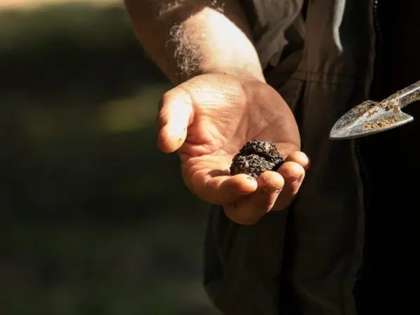 Black truffle mushroom: how to use, where to look and whether it can be grown