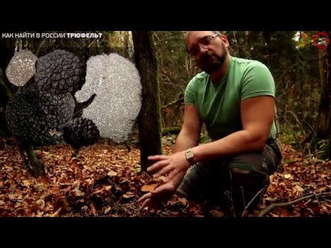 Black truffle mushroom: how to use, where to look and whether it can be grown