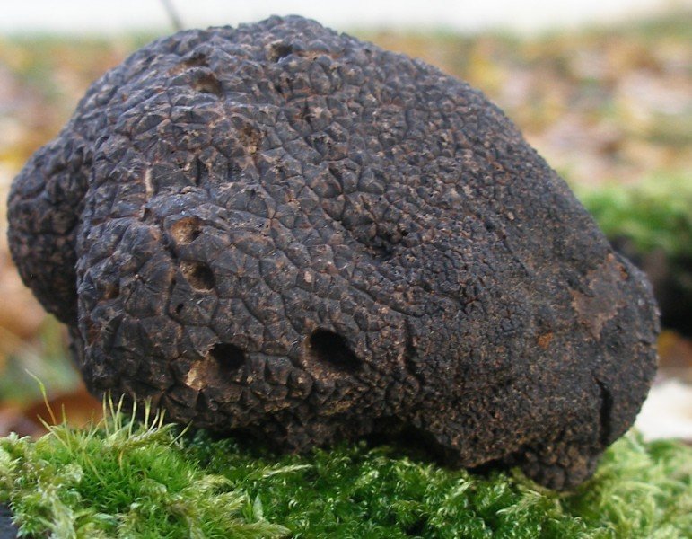 Black truffle (Tuber melanosporum) photo and description