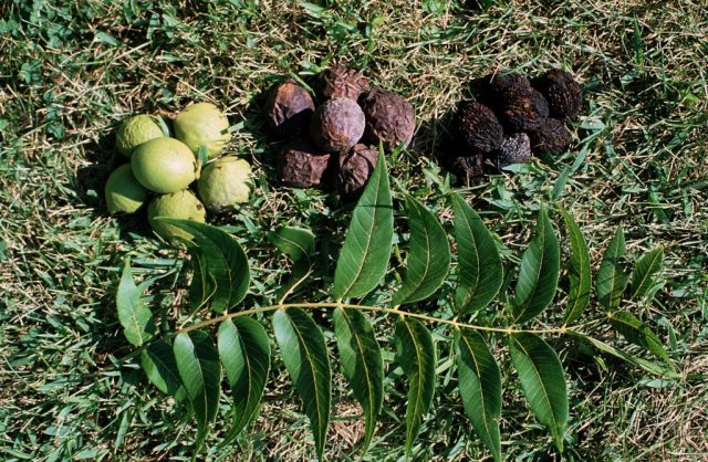 Black walnut: benefits and harms