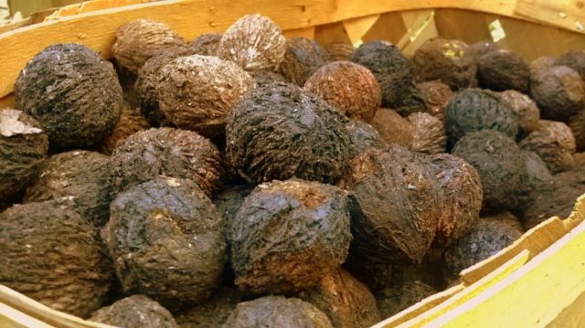 Black walnut: benefits and harms