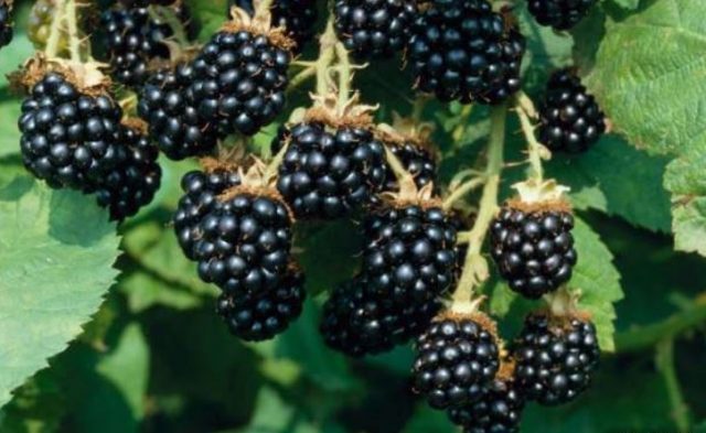 Blackberry Agawam